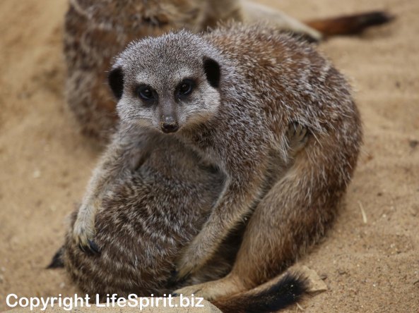 Meerkat, Wildlife, Life Spirt, Mark Conway, Nature