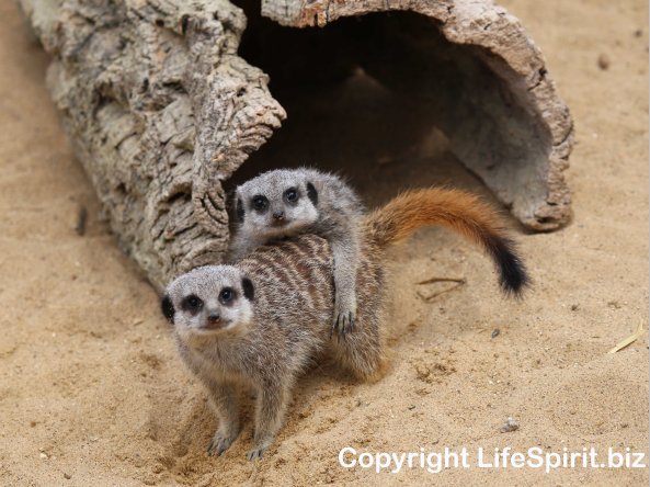 Meerkat, Mark Conway, Life Spirit