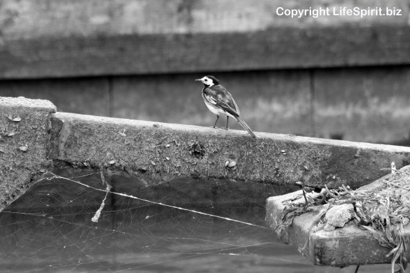 Pied Wagtail, Spider's Web, Mark Conway, Black and White, Life Spirit, Wildlife Photography, Nature, Birds