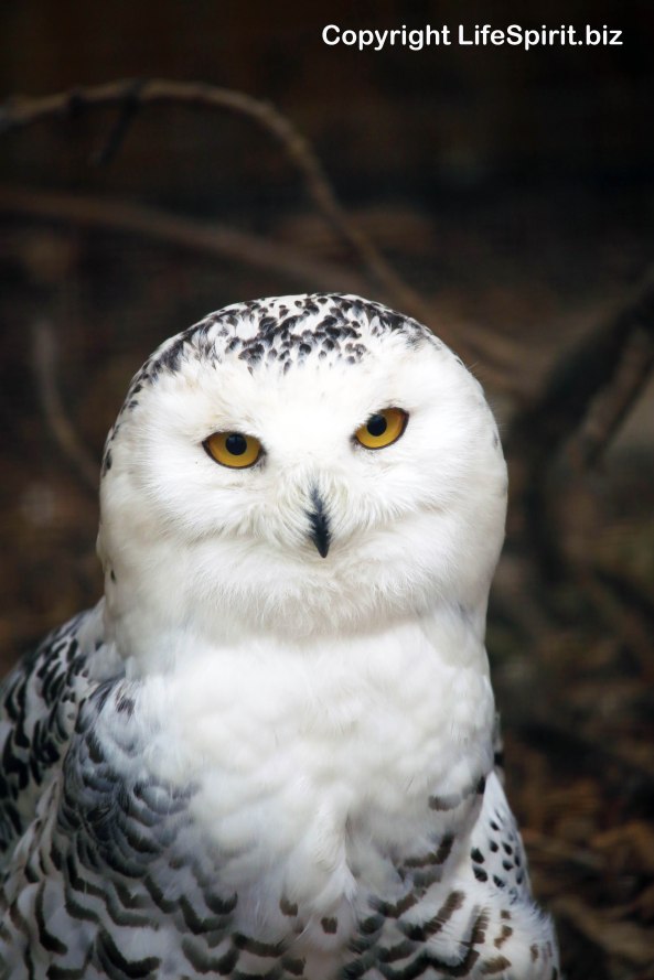 Snowy Owl, Lincolnshire, Life Spirit, mark Conway, Wildlife Photography