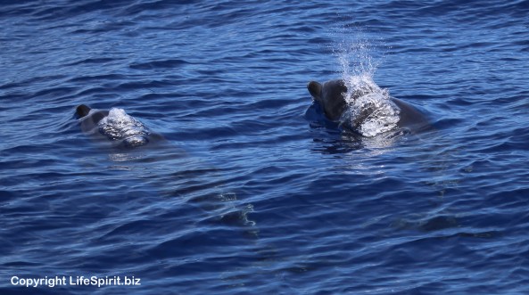 Bottle-nosed Dolphin, Nature, Wildlife, Life Spirit, Mark Conway, Gran Canaria