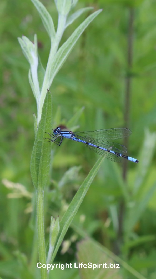 Damselfly, East Yorkshire, Life Spirit, Mark Conway, Photography