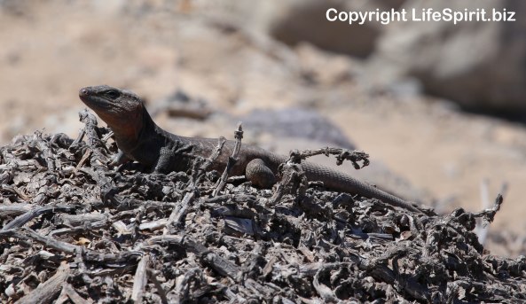 Lizard, Gran Canaria, Wildlife Photography, Nature, Life Spirit, Mark Conway