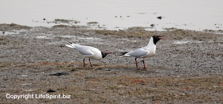 Black-headed Gull, Life Spirit, Mark Conway, Wildlife Photography, East Yorkshire