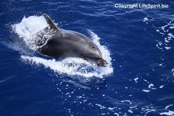 Bottle Nosed Doplhin, Nature, Life Spirit, Wildlife Photography, Mark Conway, Atlantic Ocean
