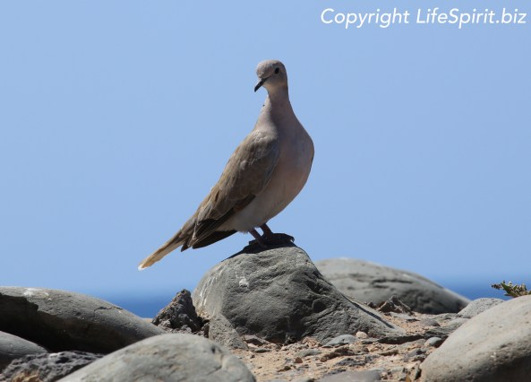 Collard Dove, Gran Canaria, Birds, Nature, Wildlife Photography, Life Spirit, Mark Conway
