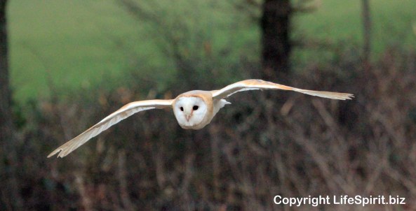 Barn Owl, Surrey, Wildlife Photography, Bird of Prey, Birds, Nature, mark Conway, Life Spirit