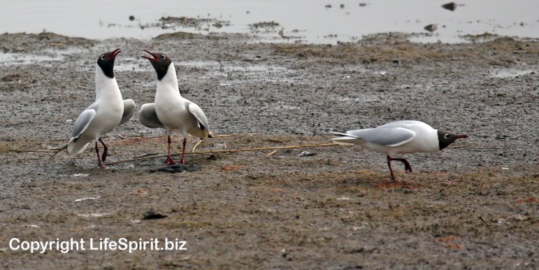 Black-headed Gull, Life Spirit, Mark Conway, Nature, Wildlife Photography