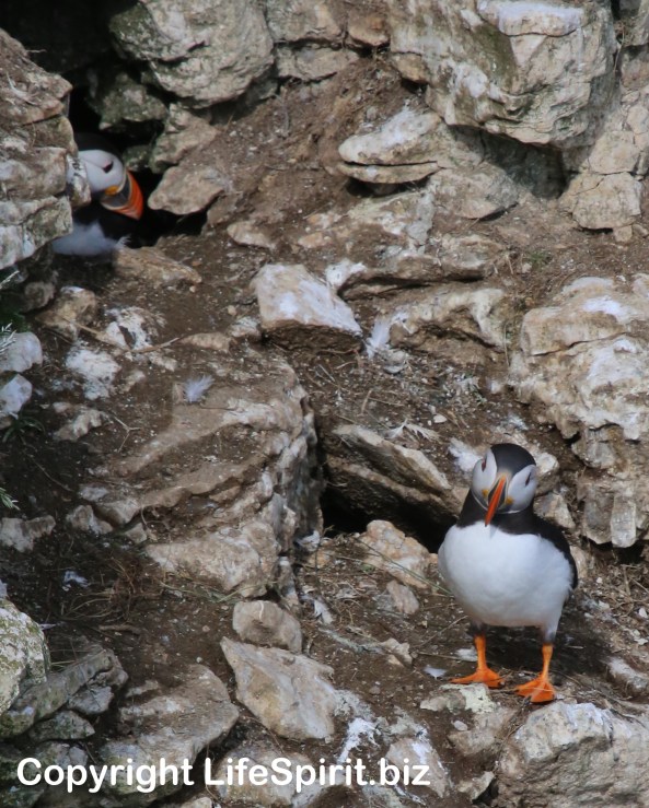 Puffin, Bempton Cliffs, East Yorkshire, Life Spirit, Mark Conway, Wildlife Photography, Nature 