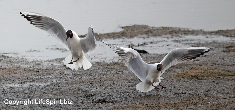 Black-headed Gull, Wildlife Photography, Life Spirit, Mark Conway
