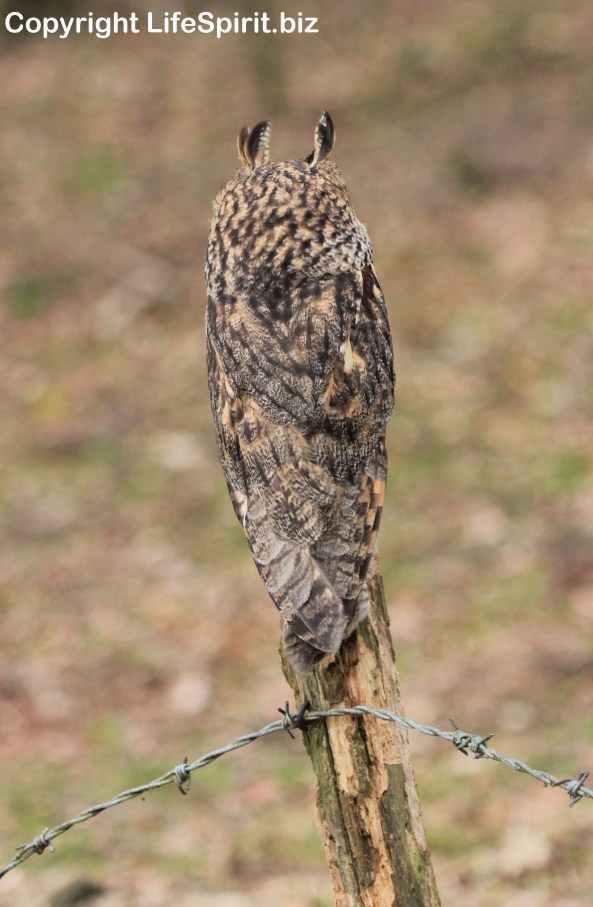 Long-eared Owl, Bird of Prey, Nature, Wildlife Photography, Mark Conway, Life Spirit