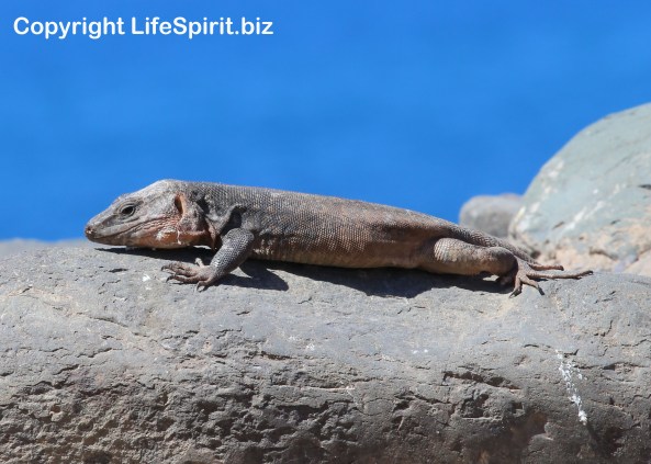 Wildlife Photography, Giant Lizard, Life Spirit, Mark Conway, Nature, 