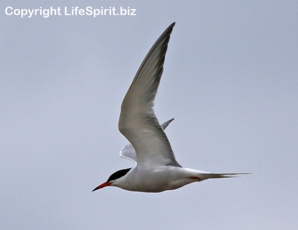 Common Tern, Birds, Bird watching, Nature, Wildlife Photography, Mark Conway