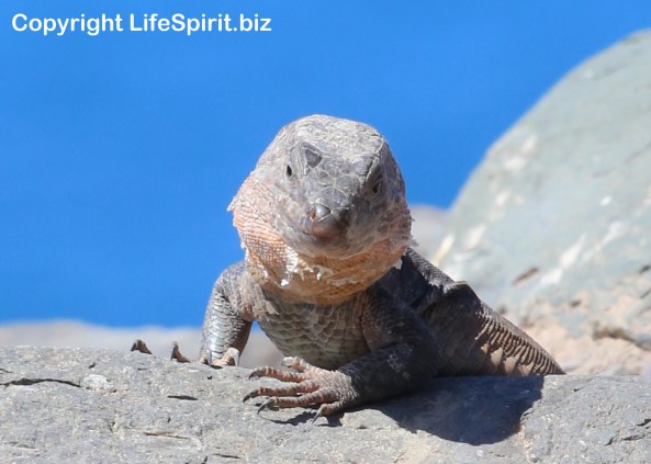 Giant Lizard, Gran Canaria, Mark Conway, Nature, Life Spirit, Wildlife Photography