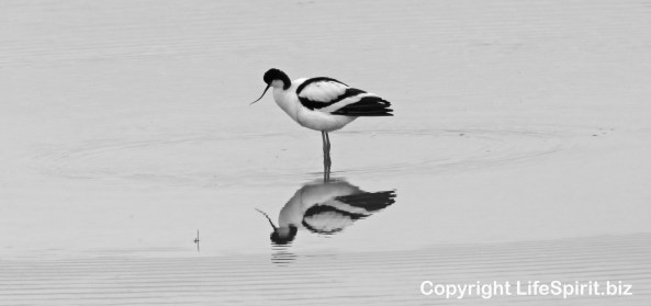 Avocet, Nature, Wildlife Photography, Birds, Life Spirit, Mark Conway