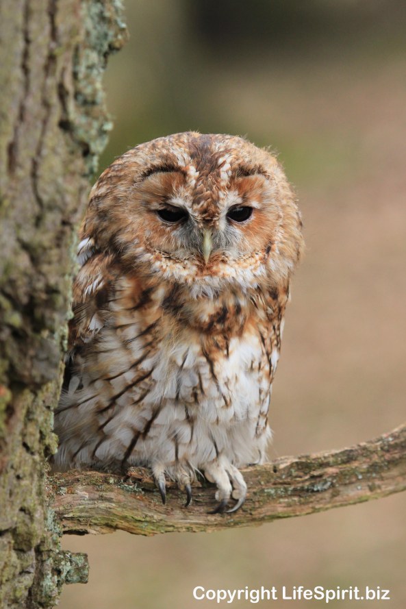 Tawny Owl, Bird of Prey, Mark Conway, Life Spirit, nature, Wildlife Photogrpahy