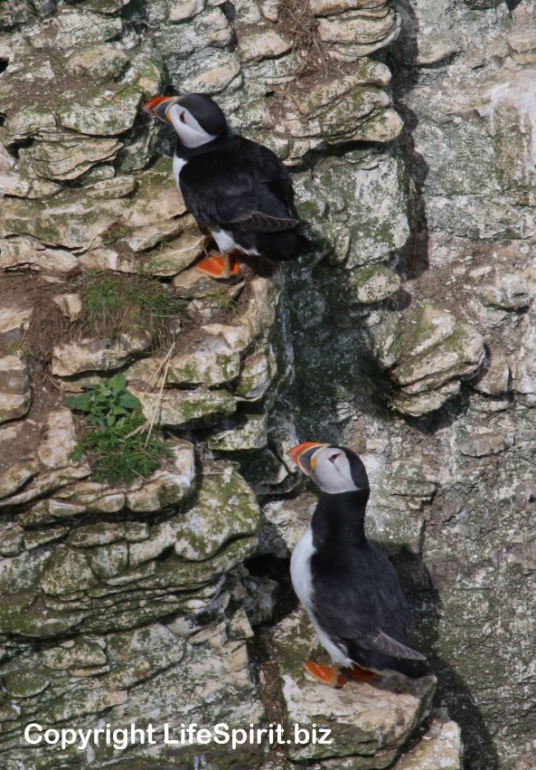 Puffin, Bempton Cliffs, East Yorkshire, Mark Conway, Life Spirit, Nature