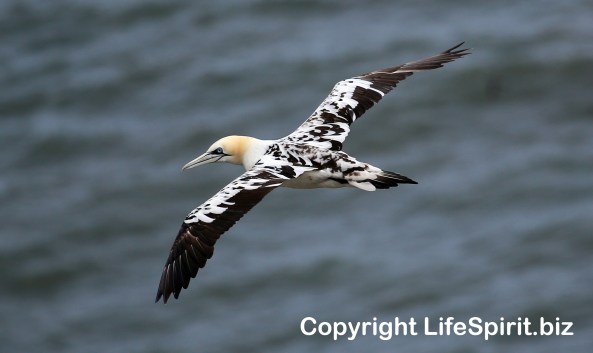 Gannet, East Yorkshire, Bempton Cliffs, Life Spirit, Mark Conway, Nature, Wildlife Photography
