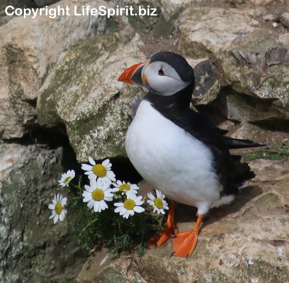Puffin, Bempton Cliffs, East Yorkshire, Birds, Mark Conway, Life Spirit, Wildlife Photography
