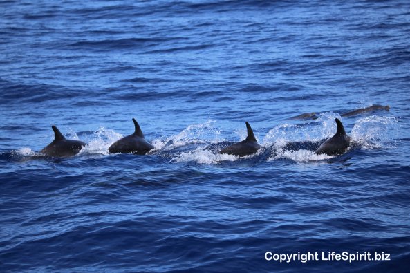 Bottle-nosed Dolphins, Mark Conway, Life Spirit, Wildlife Photography