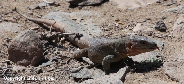 Giant Lizard, Gran Canaria, Life Spirit, Mark Conway, Nature
