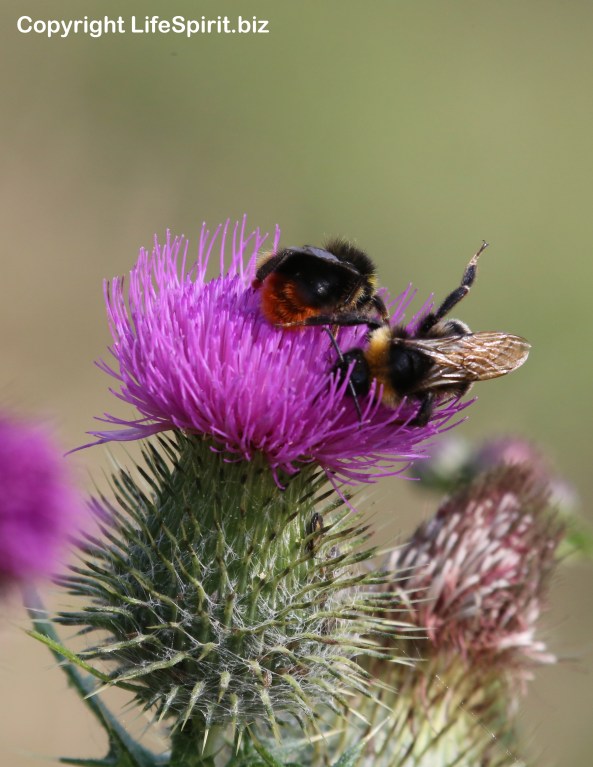 Bee, Thistle, Nature, Wildlife, Life Spirit, Mark Conway, Photography