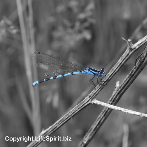Damselfly, Nature, Wildlife, Photography, Mark Conway, Life Spirit