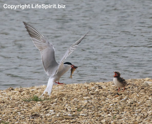 Common Tern, Birds, Wildlife, Nature, Mark Conway, Life Spirit
