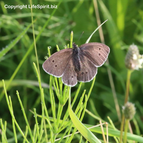 Meadow Brown, Butterfly, Mark Conway, Wildlife, Nature, Mark Conway, Life Spirit