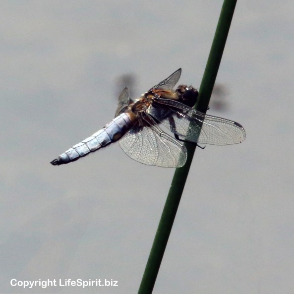 Dragonfly, Nature, Wildlife Photography, Mark Conway, Life Spirit