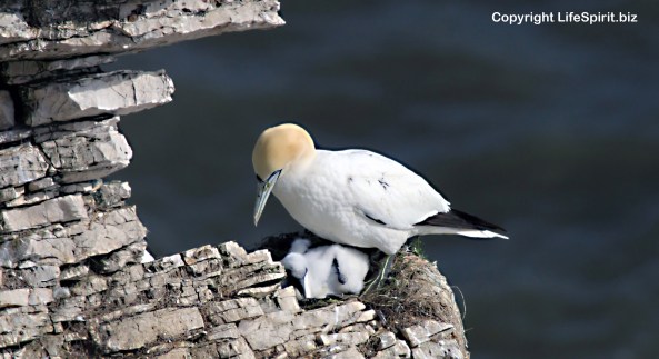 Gannet, Bempton Cliffs, East Yorkshire, Nature, Wildlife, Mark Conway, Life Spirit