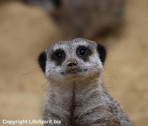 Meerkat, Nature, Wildlife, Nature Photography, Mark Conway, Life Spirit 