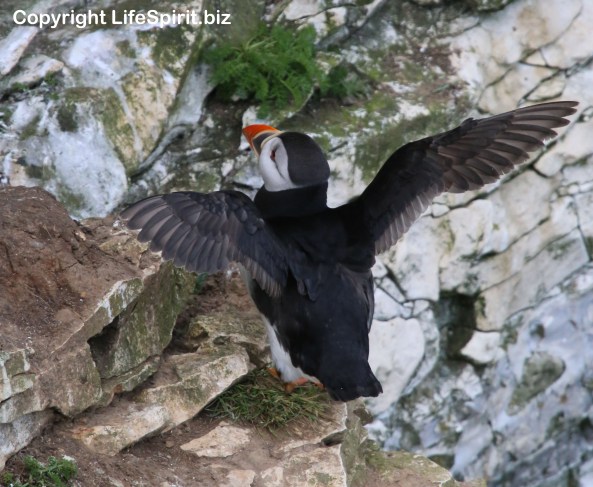 Puffin, Bempton Cliffs, Life Spirit, Mark Conway, Nature, Wildlife Photography
