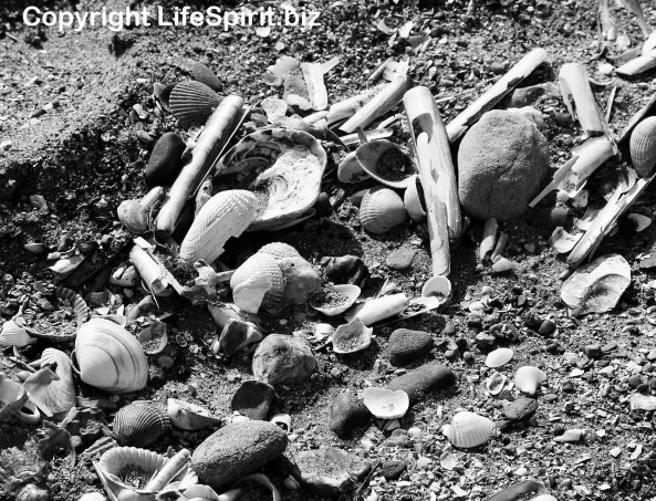 Seashells, Shells, Seascape, Nature, Photography, mark Conway, Life Spirit