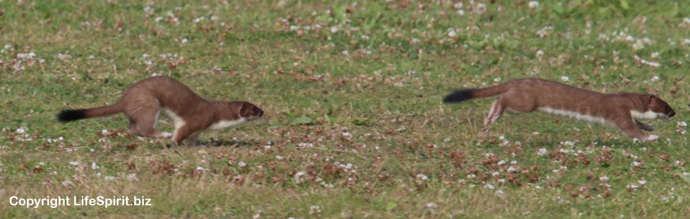 Stoat, Nature, Wildlife Photography, Mark Conway, Life Spirit