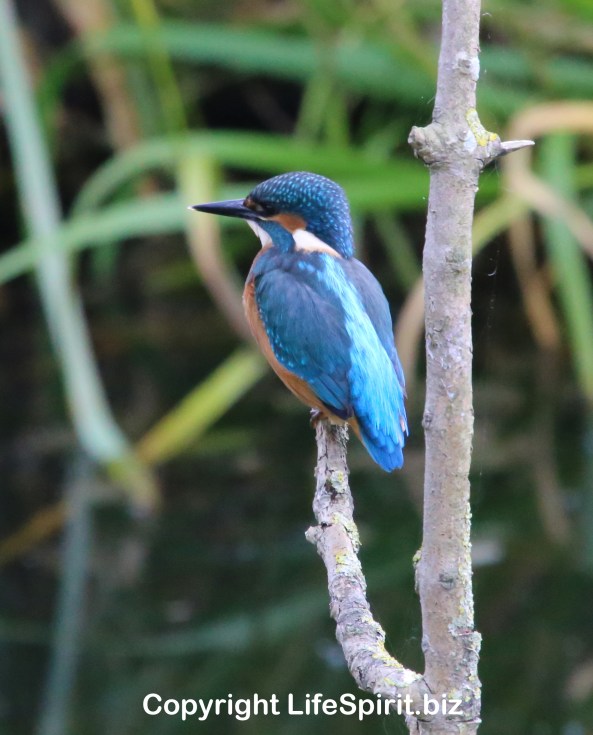 Kingfisher, East Yorkshire, Life Spirit, mark Conway, Birds, Nature, Wildlife Photography