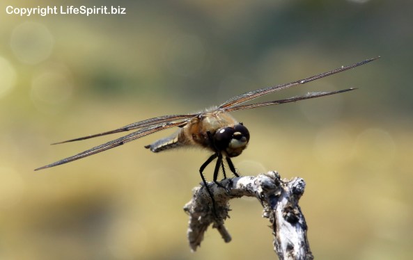Hawker Dragonfly. Nature, Wildlife Photography, Mark Conway, Life Spirit