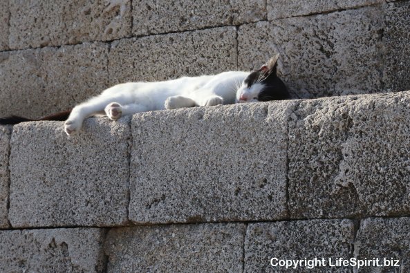 Cat, Nature, Life Spirit, Greece, Rhodes, Mark Conway, Nature, Wildlife Photography
