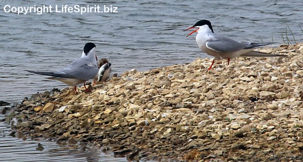 Common Tern, East Yorkshire, Birds, Fishing, Mark Conway, Life Spirit, Nature, Wildlife Photography