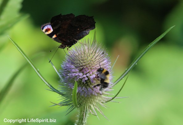 Peacock Butterfly, Nature, Bee, Wildlife Photography, Mark Conway