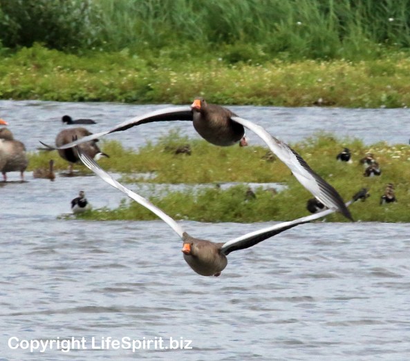 Greylag Geese, Nature, Birds, Wildlife, Life Spirit, mark Conway