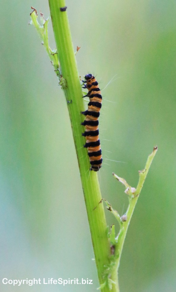 Caterpillar, East Yorkshire, nature, Insects, Mark Conway, Life Spirit, Nature, Wildlife Photography