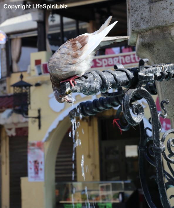 Pigeon, Rhodes Town, Greece, Birds, Wildlife Photography, Life Spirit, Mark Conway
