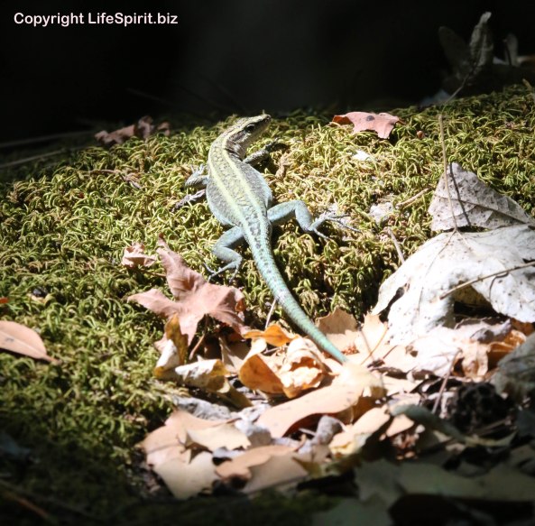 Lizard, Rhodes, Greece, Mark Conway, Life Spirit, Wildlife, Nature, Photography 