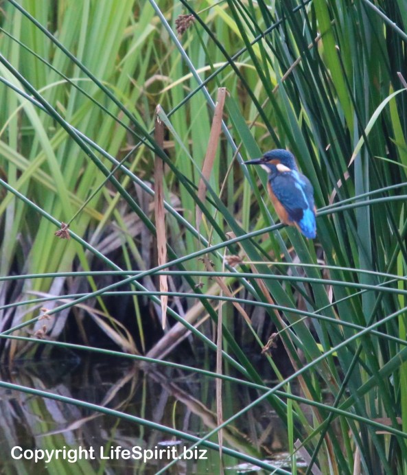 Kingfisher, East Yorkshire, Nature, Wildlife Photography, Mark Conway, Life Spirit