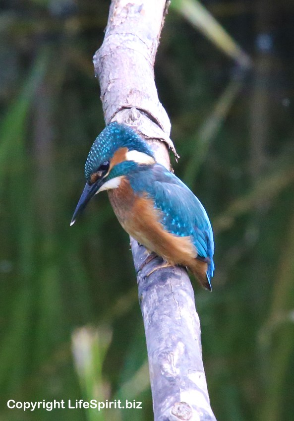 Kingfisher, Nature, Wildlife, Photography, Mark Conway, East Yorkshire, Life Spirit