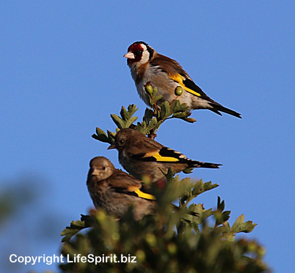 Goldfinch, East Yorkshire, Nature, Birds, Wildlife Photography, Mark Conway, Life Spirit
