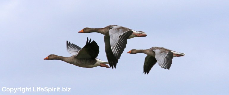 Greylag Goose