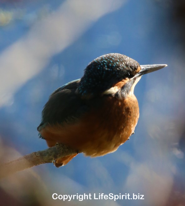 Kingfisher, Nature, Birds, Wildlife, Mark Conway, Life Spirit