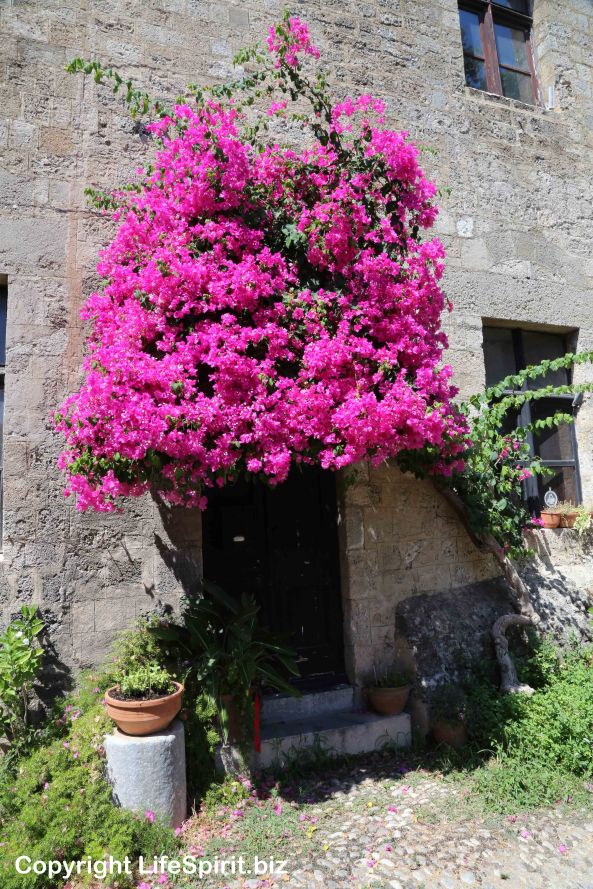 Rhodes Town, Rhodes, Greece, Life Spirit, Flowers, Pink. Mark Conway